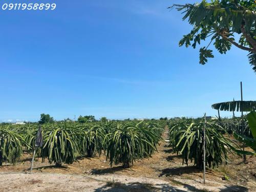 Căn góc 2 mặt tiền, khu vực Thưóc - VIP1 giá chỉ từ 4 tỷ